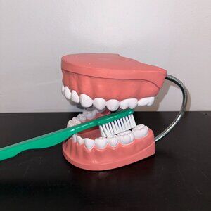 Dental Display Teeth Model Lakeshore Learn To Brush Demonstration Kit Halloween
